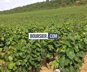 Du Bourgogne à la City ?